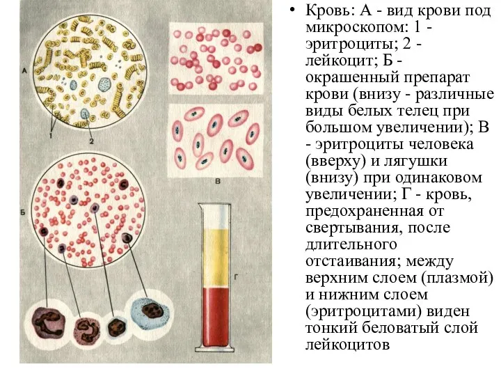 Кровь: А - вид крови под микроскопом: 1 - эритроциты; 2