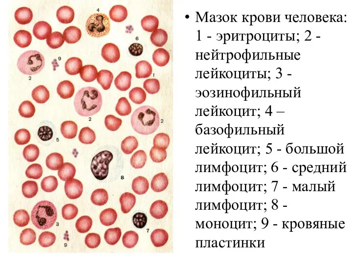 Мазок крови человека: 1 - эритроциты; 2 - нейтрофильные лейкоциты; 3