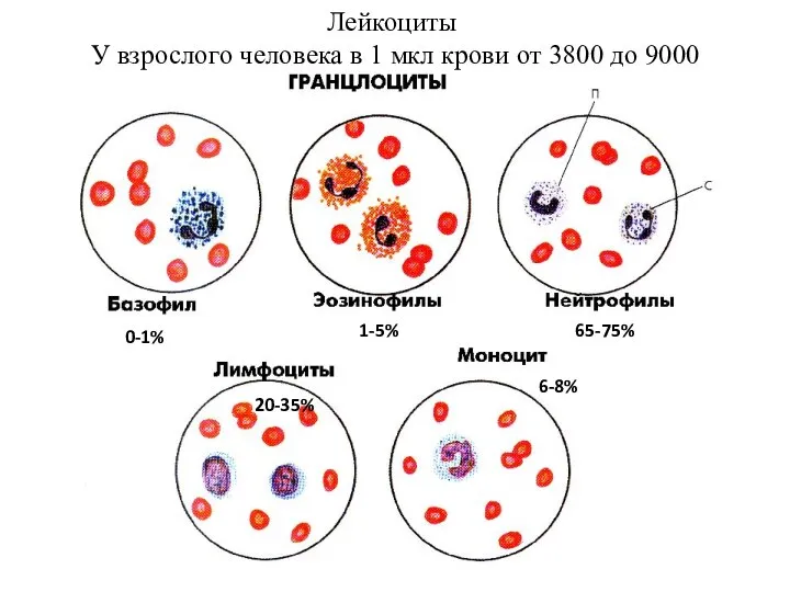 Лейкоциты У взрослого человека в 1 мкл крови от 3800 до