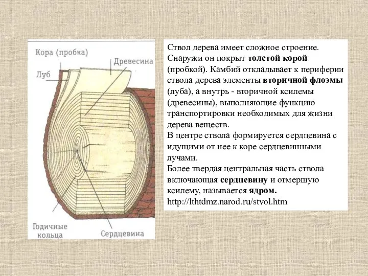 Ствол дерева имеет сложное строение. Снаружи он покрыт толстой корой (пробкой).