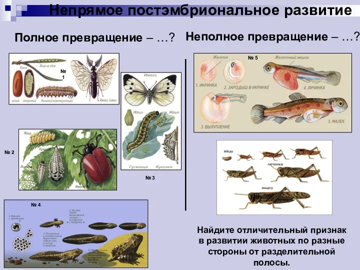 Полное превращение – …? Найдите отличительный признак в развитии животных по