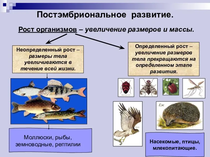 Постэмбриональное развитие. Рост организмов – увеличение размеров и массы. Неопределенный рост