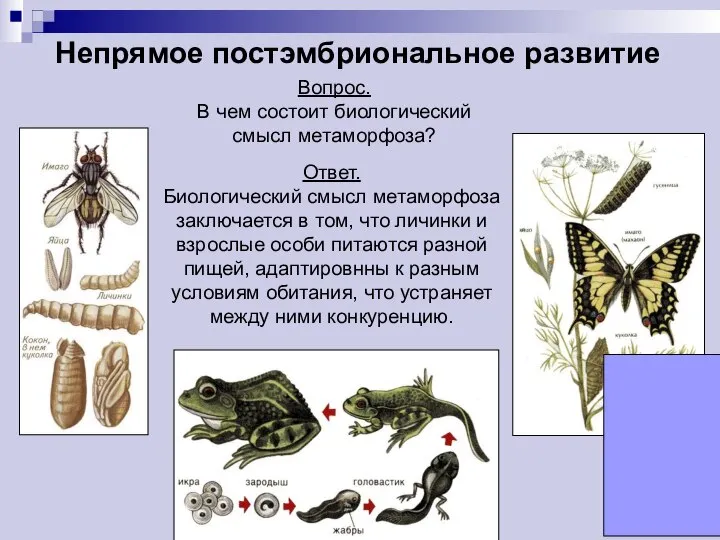 Непрямое постэмбриональное развитие Вопрос. В чем состоит биологический смысл метаморфоза? Ответ.