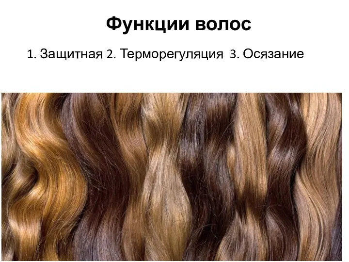 Функции волос 1. Защитная 2. Терморегуляция 3. Осязание