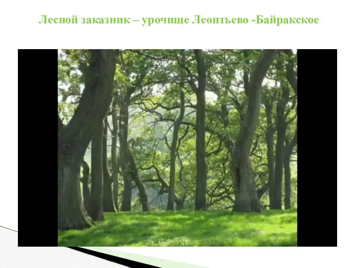Лесной заказник – урочище Леонтьево -Байракское