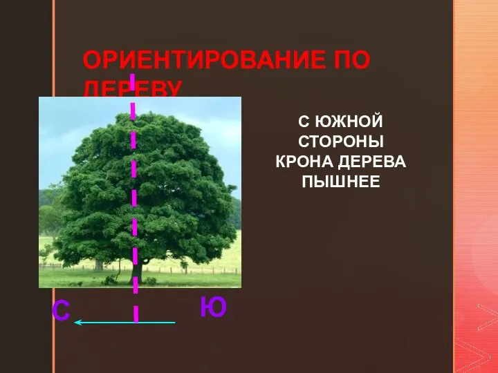 ОРИЕНТИРОВАНИЕ ПО ДЕРЕВУ Ю С С ЮЖНОЙ СТОРОНЫ КРОНА ДЕРЕВА ПЫШНЕЕ