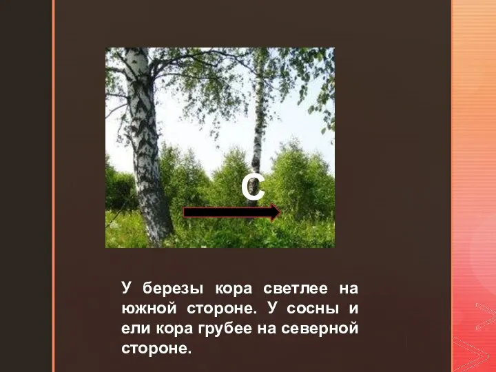 У березы кора светлее на южной стороне. У сосны и ели