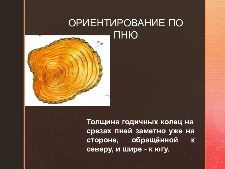 ОРИЕНТИРОВАНИЕ ПО ПНЮ Толщина годичных колец на срезах пней заметно уже