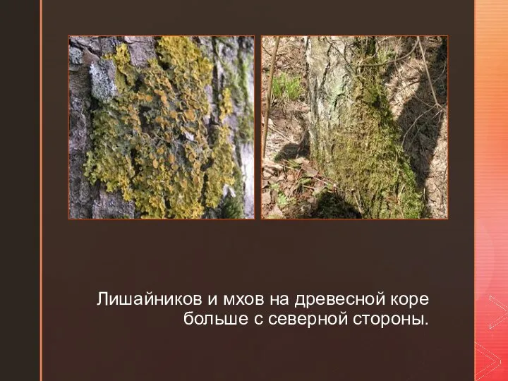 ◤ Лишайников и мхов на древесной коре больше с северной стороны.