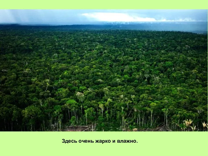 . Здесь очень жарко и влажно.