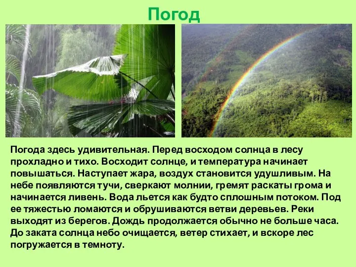 Погода. Погода здесь удивительная. Перед восходом солнца в лесу прохладно и