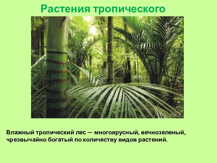 Растения тропического леса. Влажный тропический лес — многоярусный, вечнозеленый, чрезвычайно богатый по количеству видов растений.