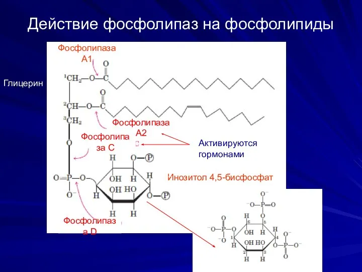 Действие фосфолипаз на фосфолипиды Инозитол 4,5-бисфосфат Активируются гормонами Фосфолипаза А1 Фосфолипаза