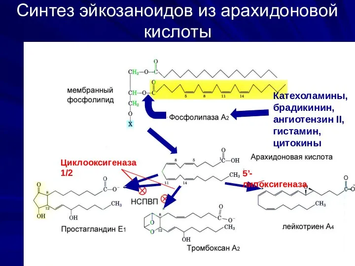 Синтез эйкозаноидов из арахидоновой кислоты Катехоламины, брадикинин, ангиотензин II, гистамин, цитокины Циклооксигеназа 1/2 5’-липоксигеназа