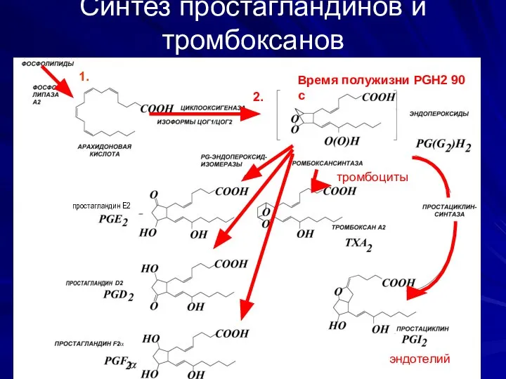 Синтез простагландинов и тромбоксанов Время полужизни PGH2 0-100 s) Время полужизни