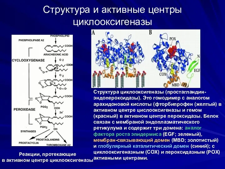 Структура и активные центры циклооксигеназы Cтруктура циклооксигеназы (простагландин-эндопероксидазы). Это гомодимер c