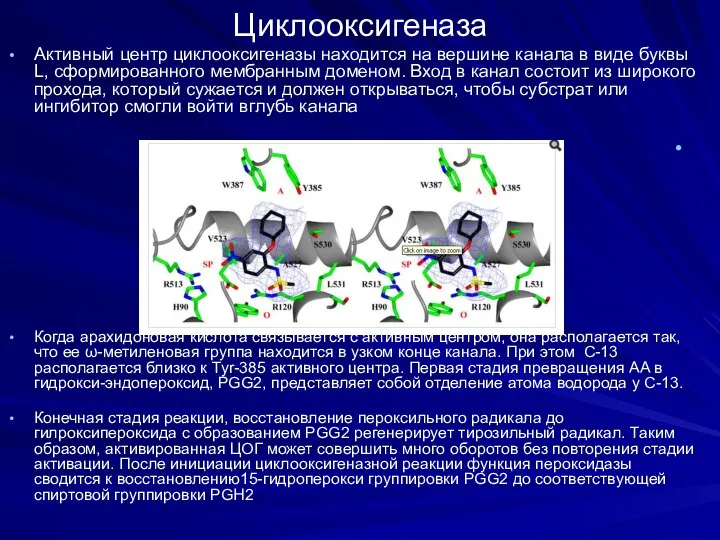 Циклооксигеназа Активный центр циклооксигеназы находится на вершине канала в виде буквы