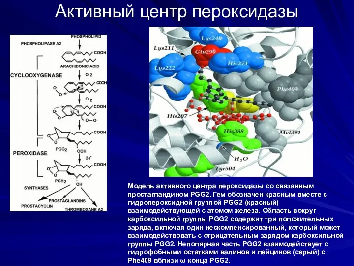 Активный центр пероксидазы Модель активного центра пероксидазы со связанным простагландином PGG2.