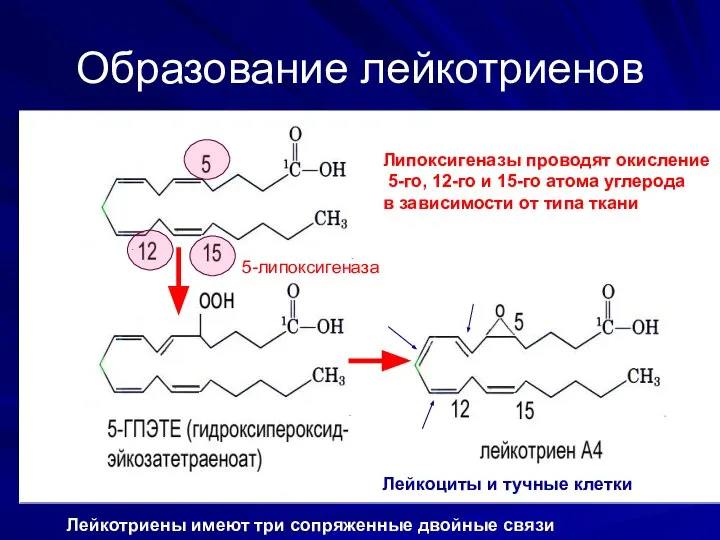 Образование лейкотриенов 5-липоксигеназа Липоксигеназы проводят окисление 5-го, 12-го и 15-го атома