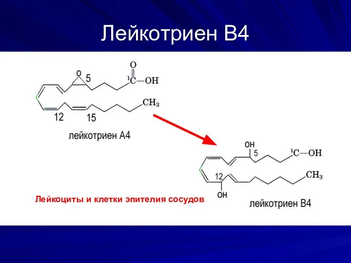 Лейкотриен В4 Лейкоциты и клетки эпителия сосудов