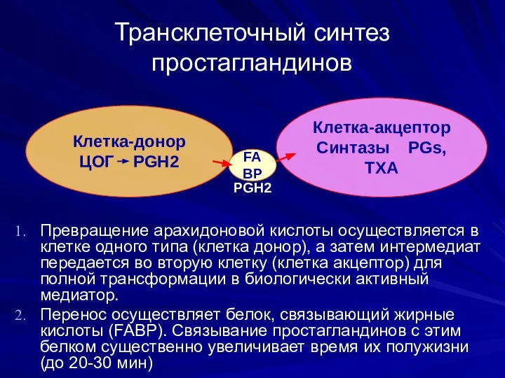 Трансклеточный синтез простагландинов Превращение арахидоновой кислоты осуществляется в клетке одного типа