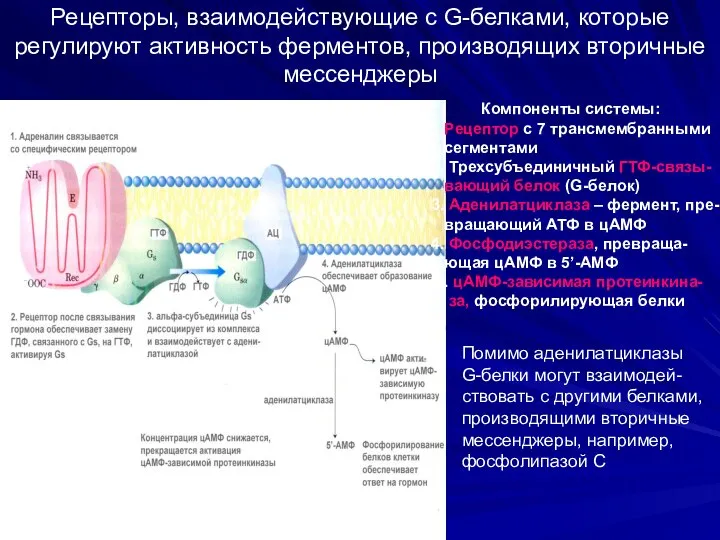 Рецепторы, взаимодействующие с G-белками, которые регулируют активность ферментов, производящих вторичные мессенджеры