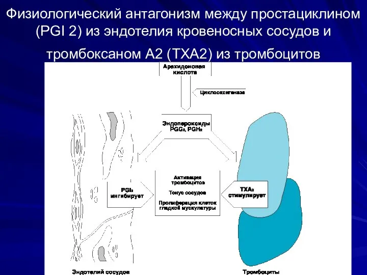 Физиологический антагонизм между простациклином (PGI 2) из эндотелия кровеносных сосудов и тромбоксаном А2 (TXA2) из тромбоцитов