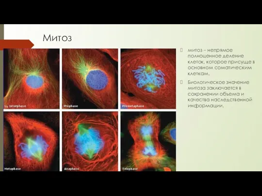 Митоз митоз – непрямое полноценное деление клеток, которое присуще в основном