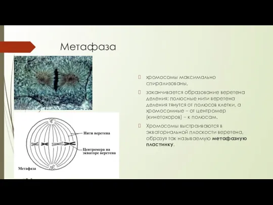 Метафаза хромосомы максимально спирализованы, заканчивается образование веретена деления: полюсные нити веретена