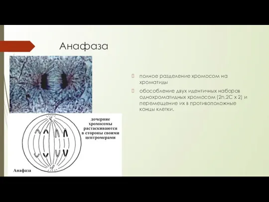 Анафаза полное разделение хромосом на хроматиды обособление двух идентичных наборов однохроматидных