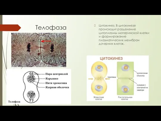 Телофаза Цитокинез. В цитокинезе происходит разделение цитоплазмы материнской клетки и формирование плазматических мембран дочерних клеток.