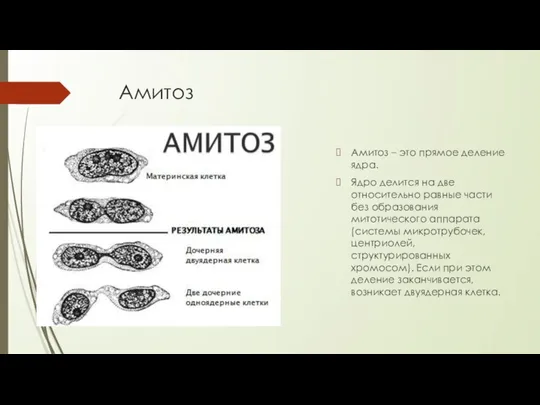 Амитоз Амитоз – это прямое деление ядра. Ядро делится на две
