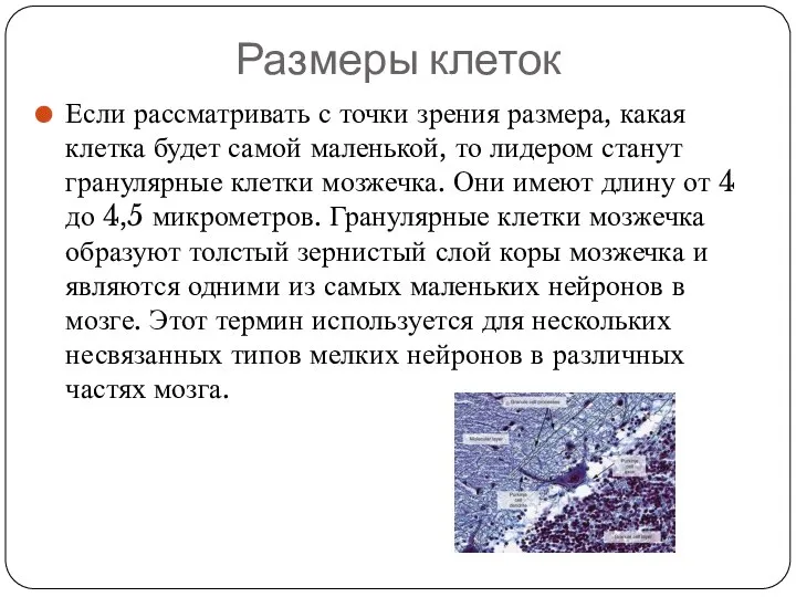 Размеры клеток Если рассматривать с точки зрения размера, какая клетка будет