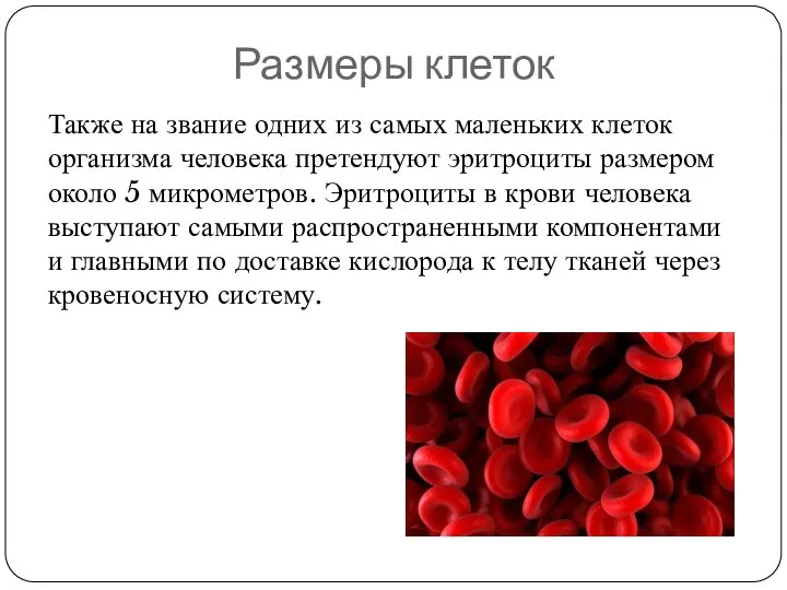 Размеры клеток Также на звание одних из самых маленьких клеток организма