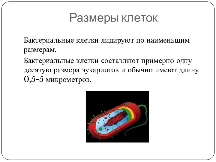 Размеры клеток Бактериальные клетки лидируют по наименьшим размерам. Бактериальные клетки составляют