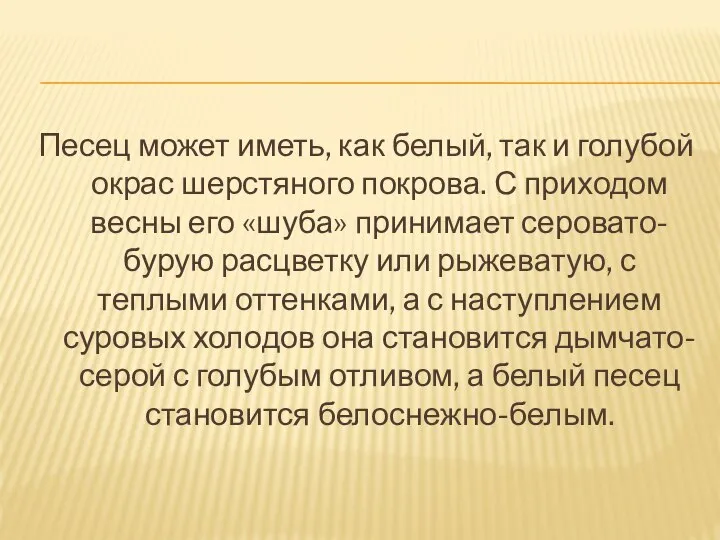 Песец может иметь, как белый, так и голубой окрас шерстяного покрова.