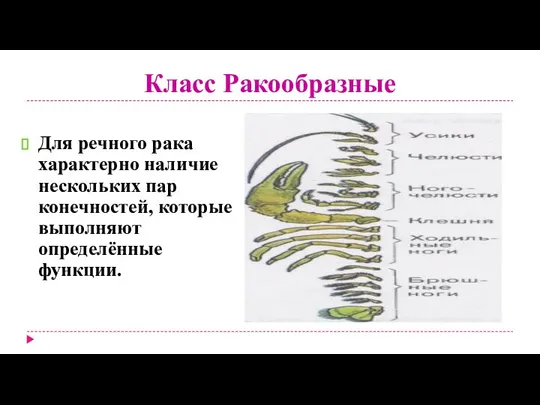 Класс Ракообразные Для речного рака характерно наличие нескольких пар конечностей, которые выполняют определённые функции.