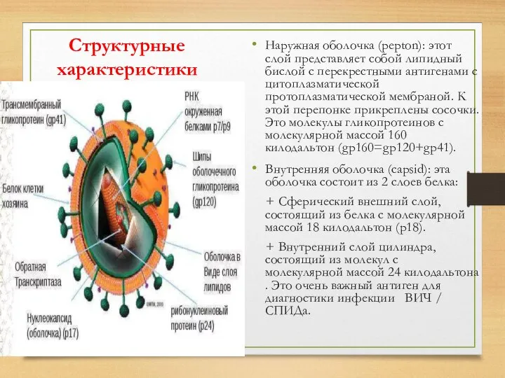 Структурные характеристики Наружная оболочка (pepton): этот слой представляет собой липидный бислой