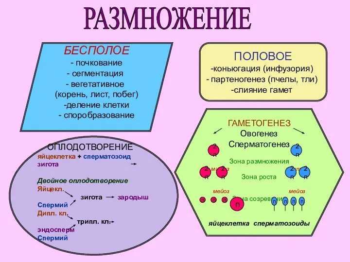 РАЗМНОЖЕНИЕ БЕСПОЛОЕ - почкование сегментация вегетативное (корень, лист, побег) -деление клетки