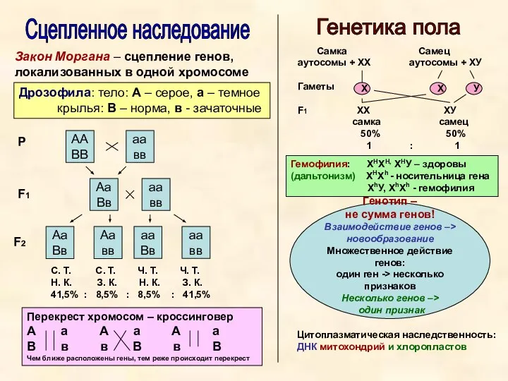 Сцепленное наследование Генетика пола Закон Моргана – сцепление генов, локализованных в