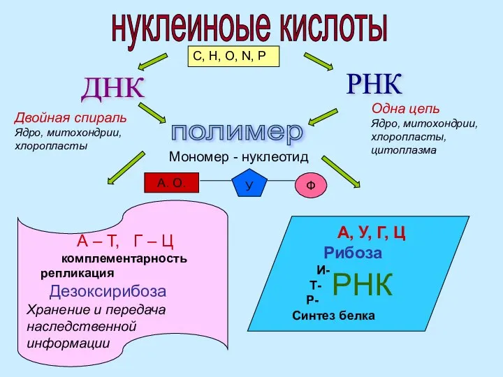 нуклеиноые кислоты C, H, O, N, P ДНК РНК полимер Мономер