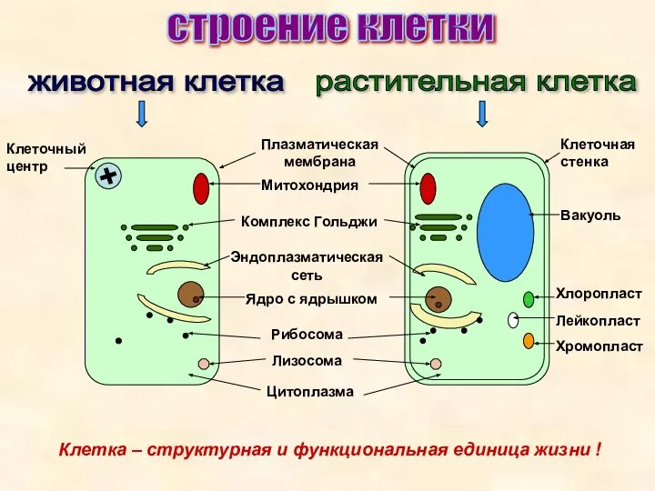 строение клетки животная клетка растительная клетка Плазматическая мембрана Митохондрия Комплекс Гольджи