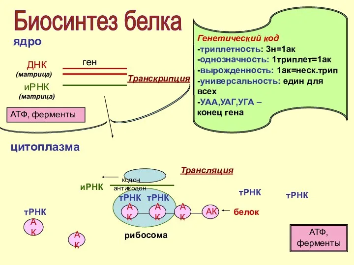 Биосинтез белка ядро цитоплазма Генетический код -триплетность: 3н=1ак -однозначность: 1триплет=1ак -вырожденность: