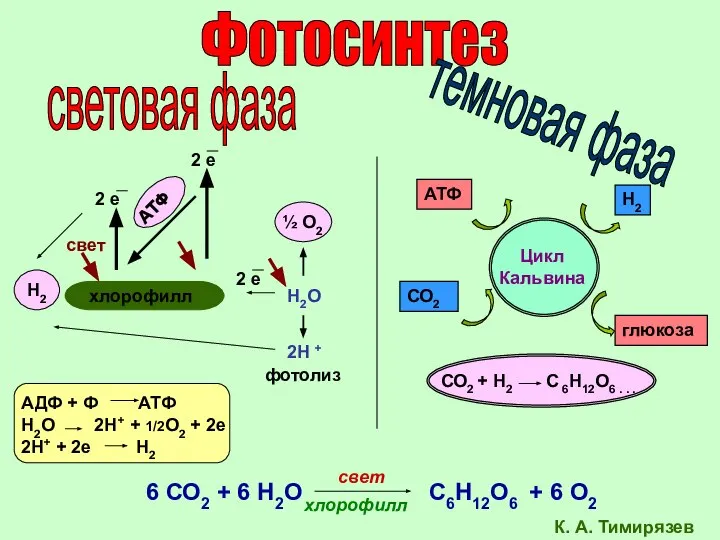 Фотосинтез световая фаза темновая фаза хлорофилл 2 е 2 е свет