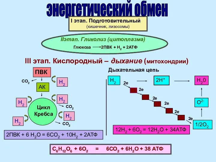 энергетический обмен I этап. Подготовительный (кишечник, лизосомы) IIэтап. Гликолиз (цитоплазма) Глюкоза