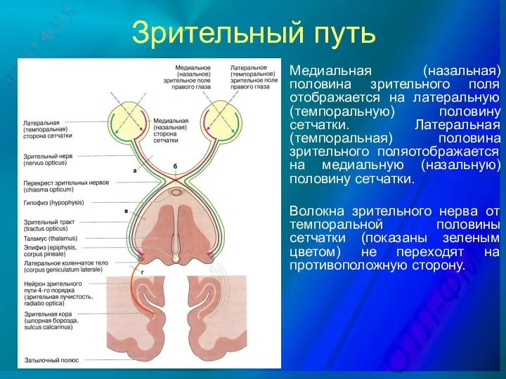 Зрительный путь Медиальная (назальная) половина зрительного поля отображается на латеральную (темпоральную)