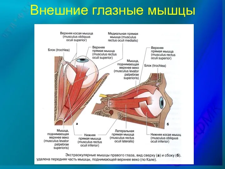 Внешние глазные мышцы