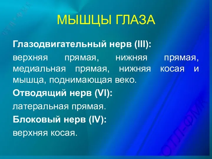 МЫШЦЫ ГЛАЗА Глазодвигательный нерв (III): верхняя прямая, нижняя прямая, медиальная прямая,