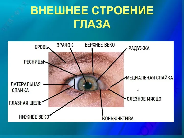 ВНЕШНЕЕ СТРОЕНИЕ ГЛАЗА