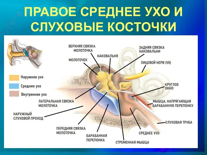 ПРАВОЕ СРЕДНЕЕ УХО И СЛУХОВЫЕ КОСТОЧКИ